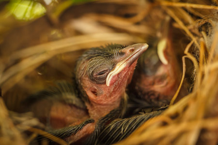Baby birds in the nest waiting to get food with their beaks wide openの写真素材