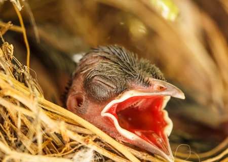 Baby birds in the nest waiting to get food with their beaks wide openの写真素材