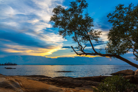 Sea sunset tree on a beach at seen during low tideの写真素材