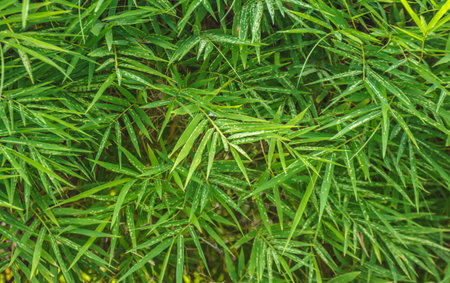 Beautiful bamboo leaves background, Green nature bladeの写真素材