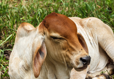 The cows graze in a field. Cows are breeding in thailandの写真素材