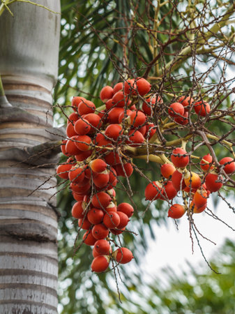 Palm balls cooked in a park with beautiful colors.の写真素材