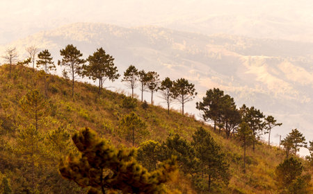 Forest Hill landscapes Dawn is very beautifulの写真素材