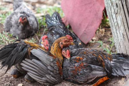 Flock of hens lying on the ground in a shady tree.の写真素材
