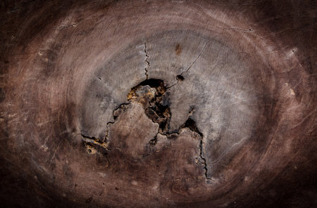 Wood surface old in nature of beautiful.の写真素材