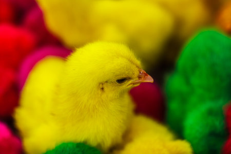 Easter chicks of four colours beautifulの写真素材