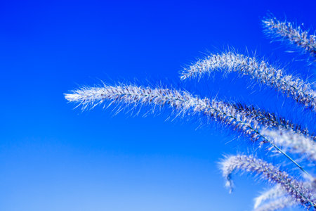 Close up tropical grass flower of beautiful in natureの写真素材