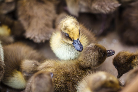 Brown duckling small who discovers life beautifulの写真素材