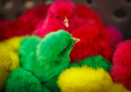 Easter chicks of four colours beautifulの写真素材