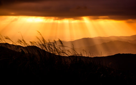 Forest Hill landscapes Dawn is very beautifulの写真素材