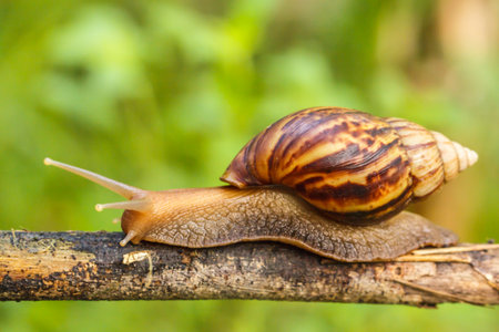 Snails crawl on the branches of plants in nature.の写真素材