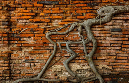 Tree roots spread out all over the ground on red brick wall.の写真素材