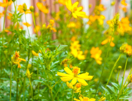 Cloesup yellow flowers in nature at beautifulの写真素材