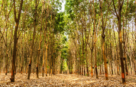 Rubber forest production during the holiday season.の写真素材
