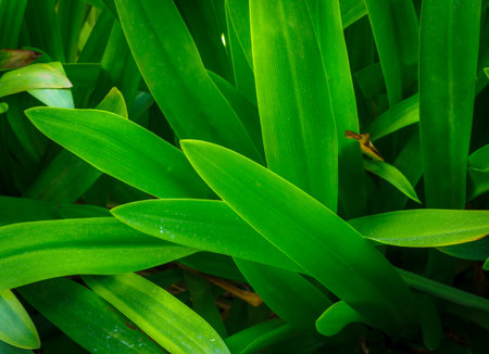 Green leaves are close-up to beautiful.の写真素材