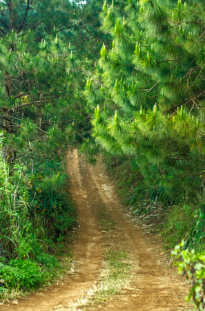 Trail leading to the summit the Phulungka in thailandの写真素材
