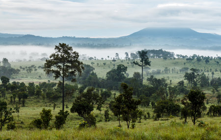 Pine forest savannah thung salang luang beautiful natural