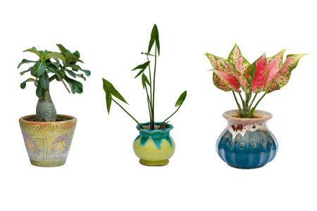 Flower pots on white backgroundの写真素材