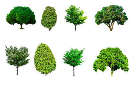 green tree Isolated on white backgroundの写真素材