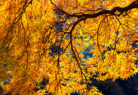 Autumn red. Beautiful autumnal park nature.