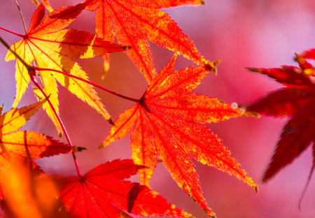 Maple color change in winter in Japan.の写真素材