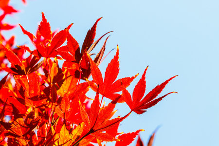 Beautiful red maple leaves in nature, autumn
