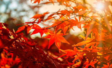 Beautiful red maple leaves in Tofukuji temple, Kyoto in Japan