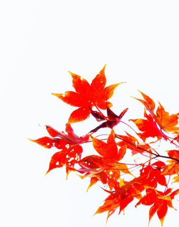 Beautiful red maple leaves in nature, autumn