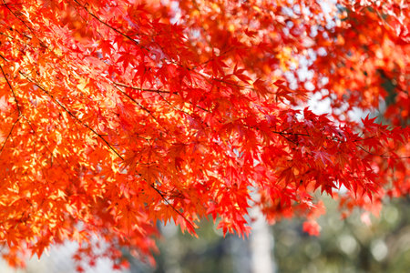 Maple color change in winter in Japan.の写真素材