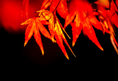 Red maple leaves fall on the moss floor, which is a beautiful green light in the fall,in Kyoto, Japanの写真素材