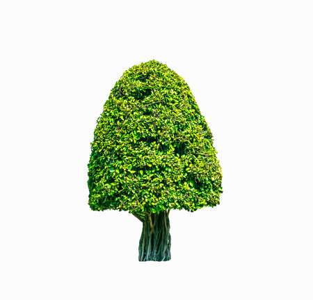 Shrubs beautiful bush isolated, white backgroundの写真素材