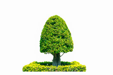 Shrubs beautiful bush isolated, white backgroundの写真素材