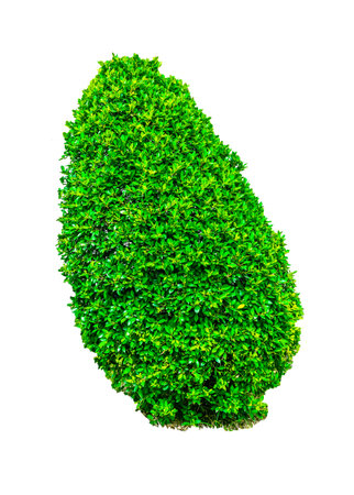 Shrubs beautiful bush isolated, white backgroundの写真素材