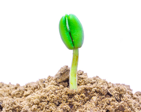 Small plant seedling isolated on white backgroundの写真素材