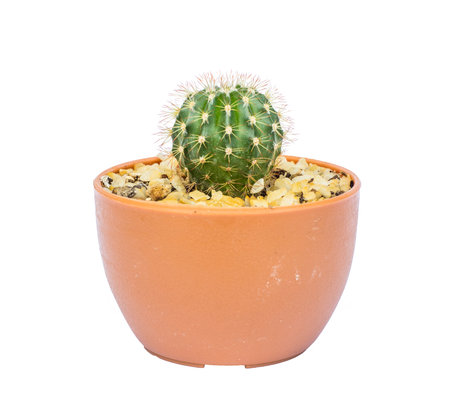 Cactus in flowerpot isolated on white backgroundの写真素材