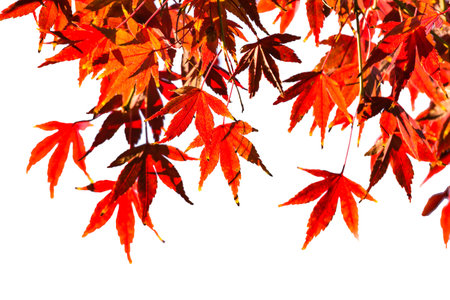 Red maple leaves fall on the moss floor, which is a beautiful green light in the fall,in Kyoto, Japanの写真素材