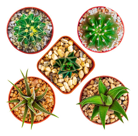 Top view pattern of mixed cactus isolated on wooden backgroundの写真素材
