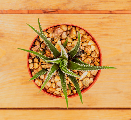 Top view pattern of mixed cactus isolated on wooden backgroundの写真素材