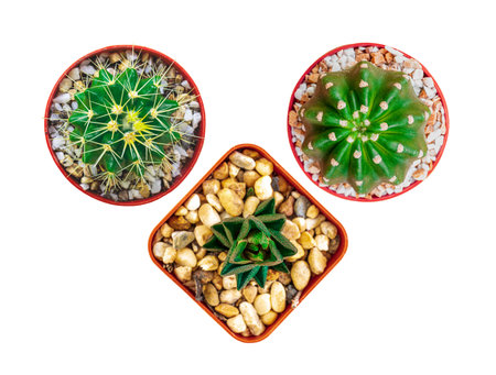 Top view pattern of mixed cactus isolated on wooden backgroundの写真素材