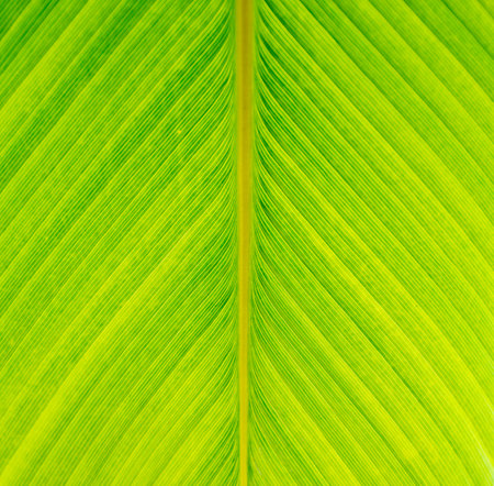 Banana green leaf closeup background use us space.の写真素材