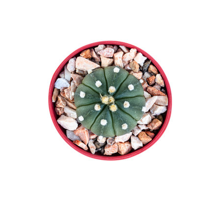 Prince's cap baton cactus, scientific name Astrophytum asteriasの写真素材