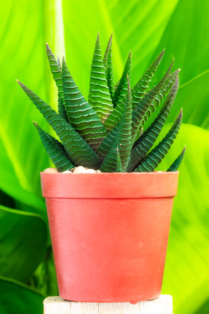 Beautiful cactus small potted plants ornamental plantsの写真素材