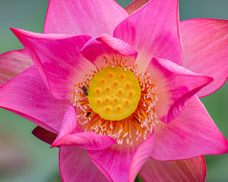 Pink beautiful lotus flower in blooming at sunsetの写真素材