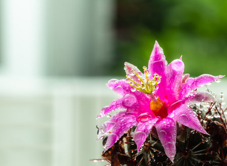 Cactus flower pink on prickly plant.の写真素材