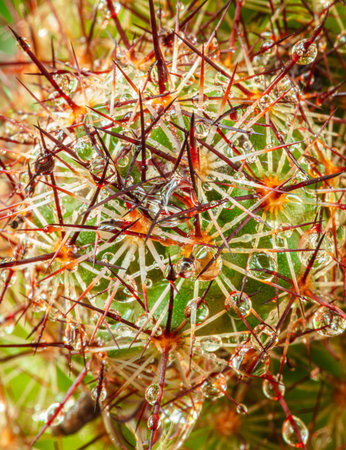 Close-up photo of cactus flower with beautiful thornsの写真素材
