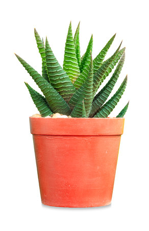 Cactus potted plants on a beautiful green plant backgroundの写真素材