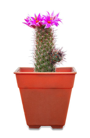 Pink cactus flowers on thorny plants on a white backgroundの写真素材
