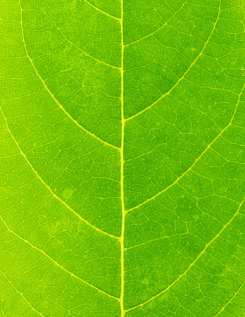 Fresh green leaves shaping on a beautiful background.の写真素材