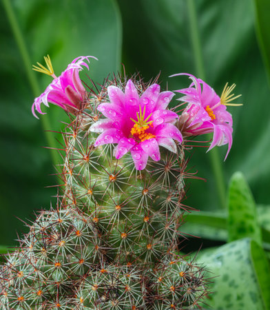 Cactus flower pink on prickly plant beautiful.の写真素材