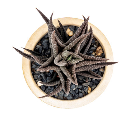 Common name The Zebra Plant, scientific name Haworthia Fasciata,
Wong LILIACEAE.の写真素材